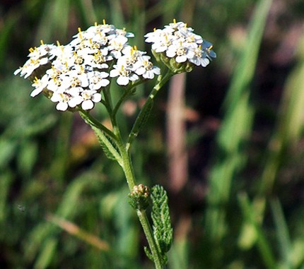 אכילאה אלף העלים (ACHILLEA MILLEFOLIUM/ YARRO)